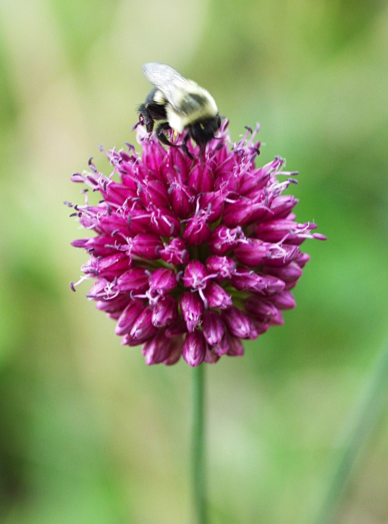 Bombus arısı ve süs soğanı (Allium sp.)