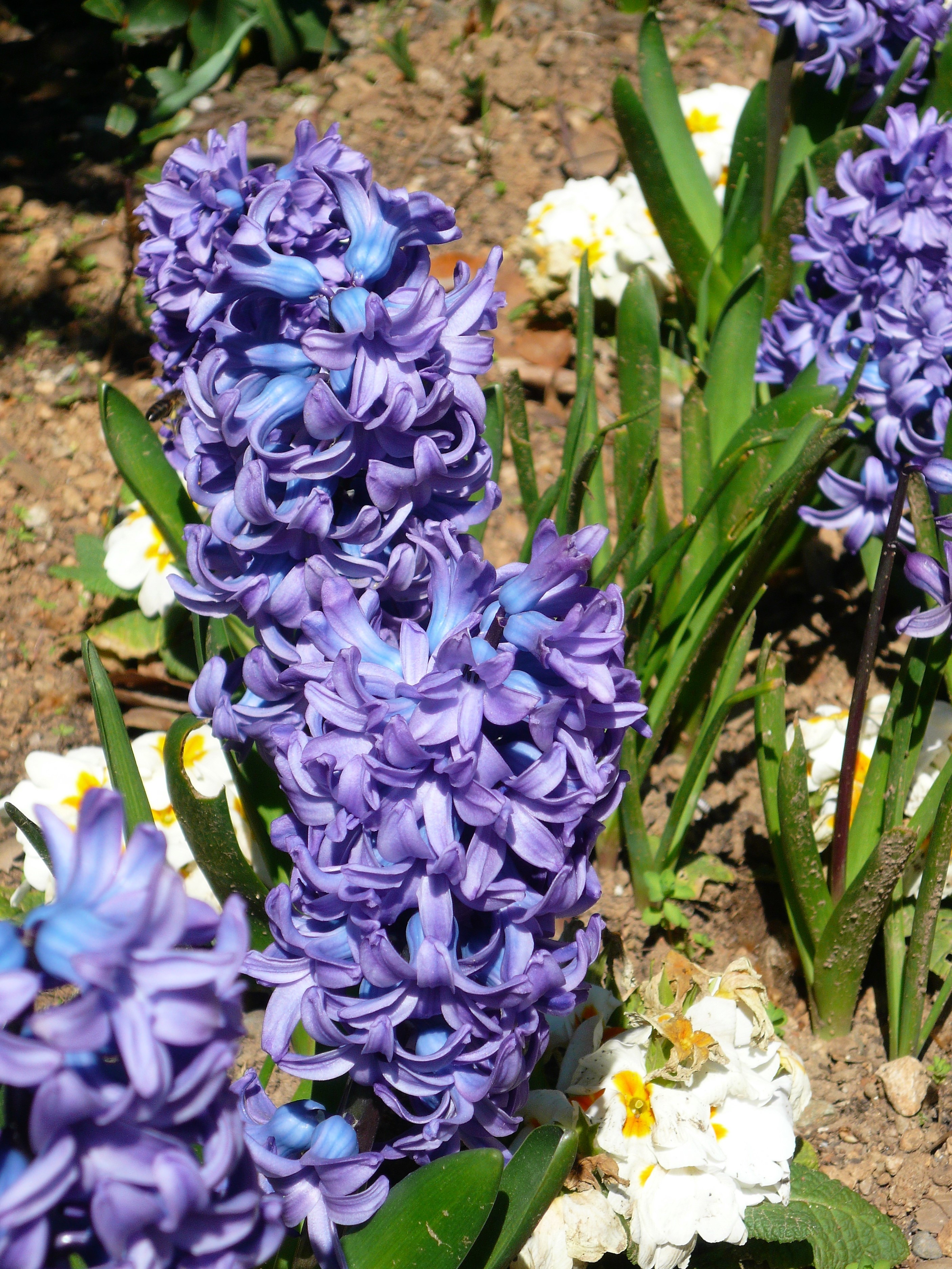 Sümbül (Hyacinthus sp.)