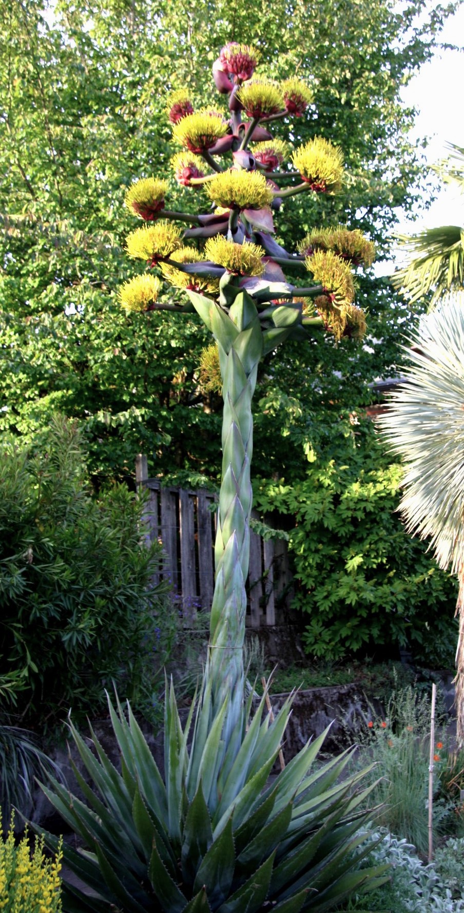Agave montana