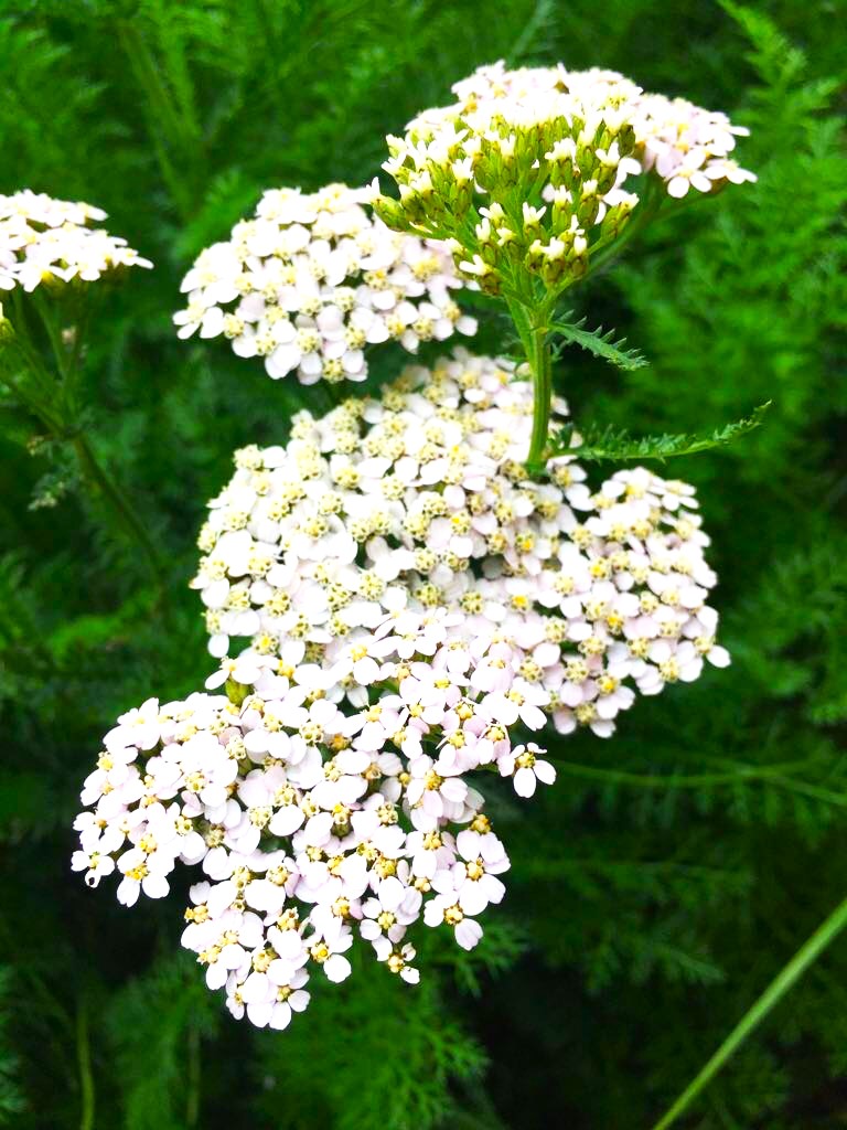Civanperçemi (Achillea millefolium)