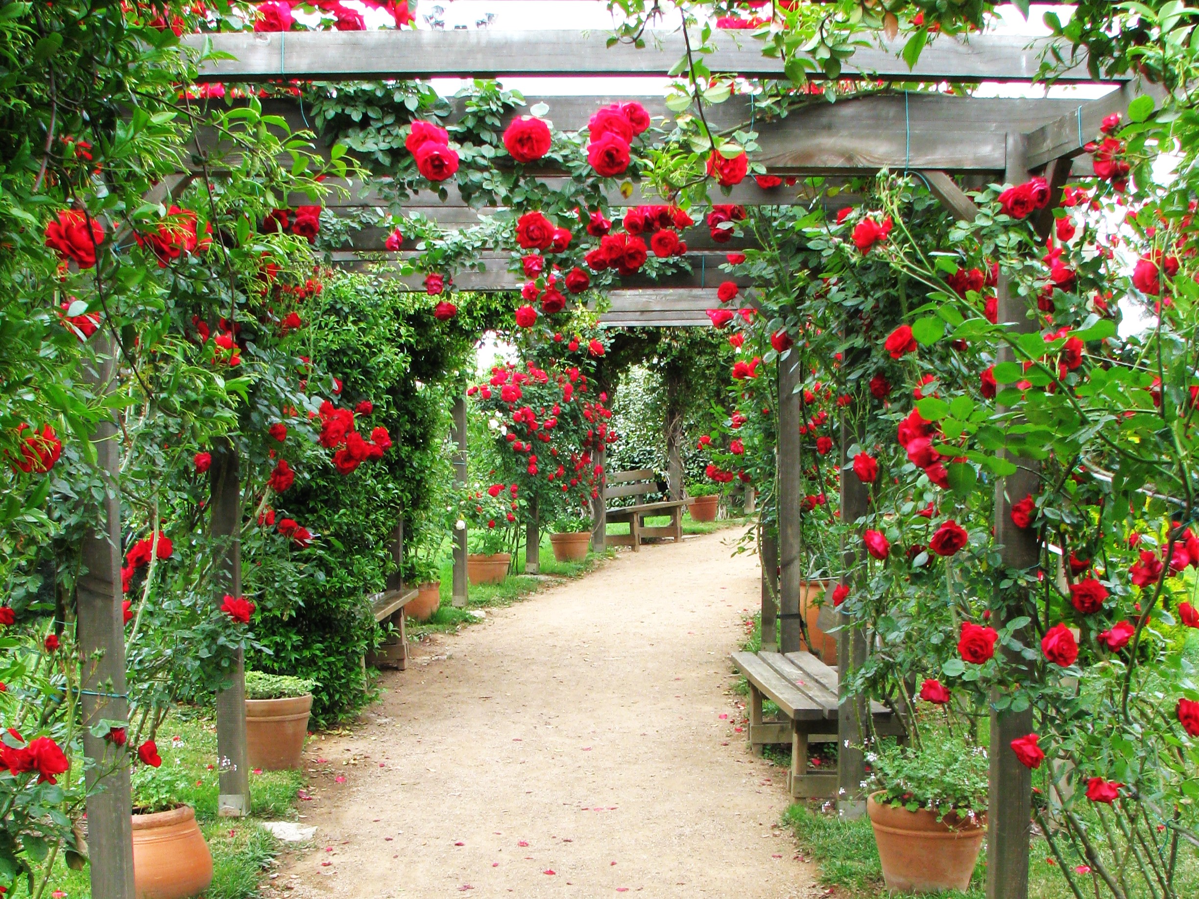 Çalı gül (Rosa sp.)