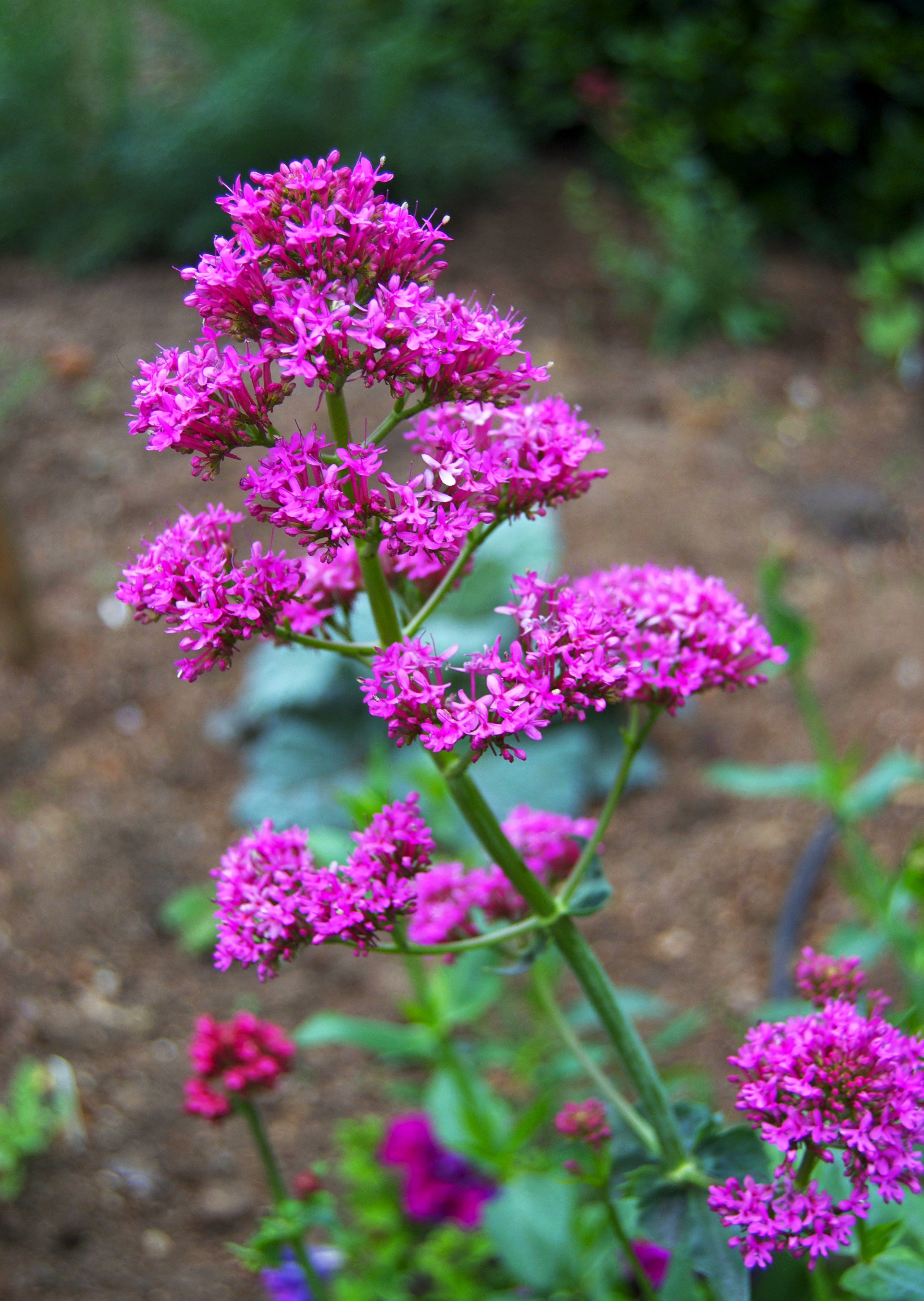 Kırmızımahmuzçiçeği (Valeriana rubra)