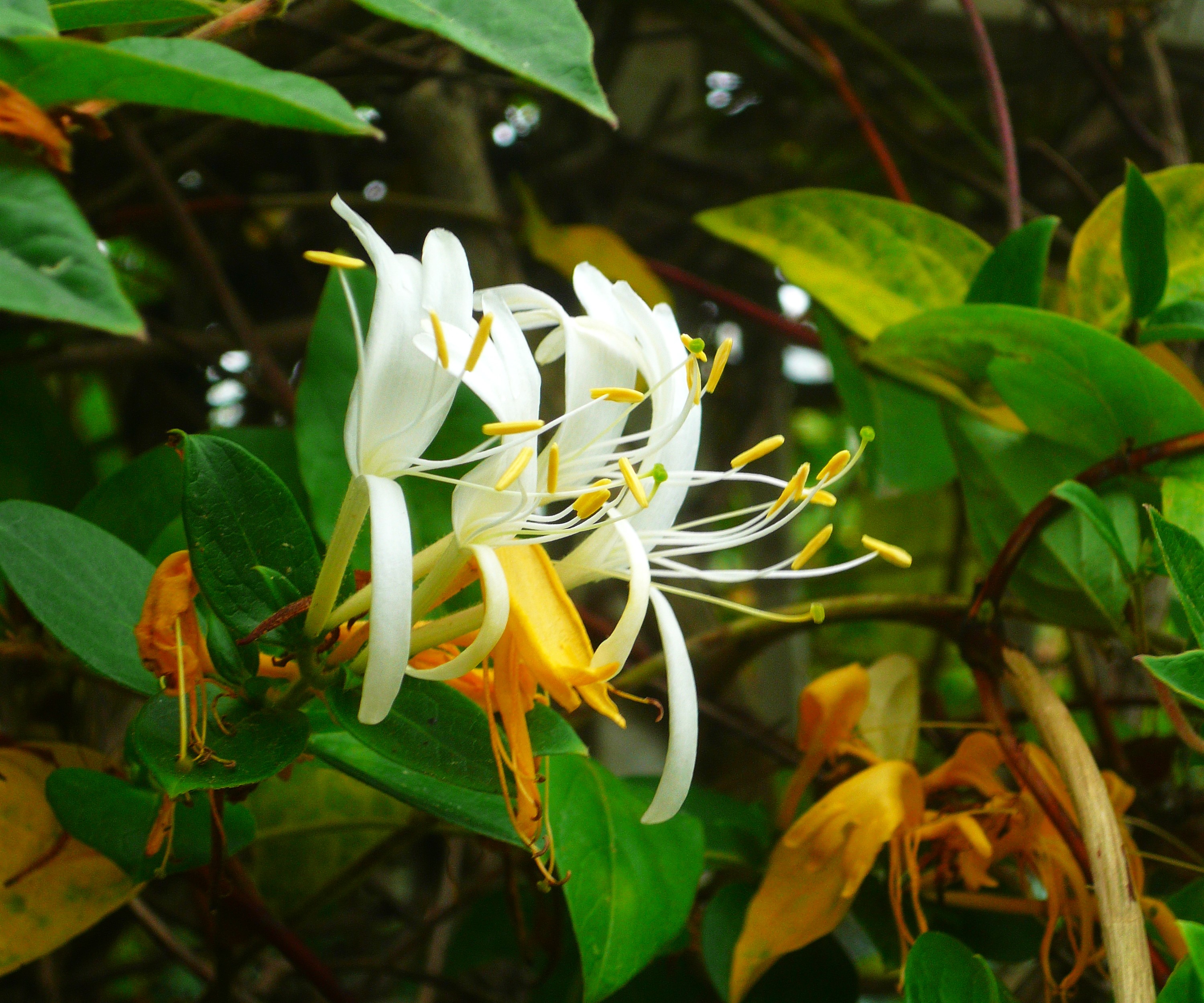 Hanımeli (Lonicera fragrantissima) — Fotoğraf: Zafer Karaca