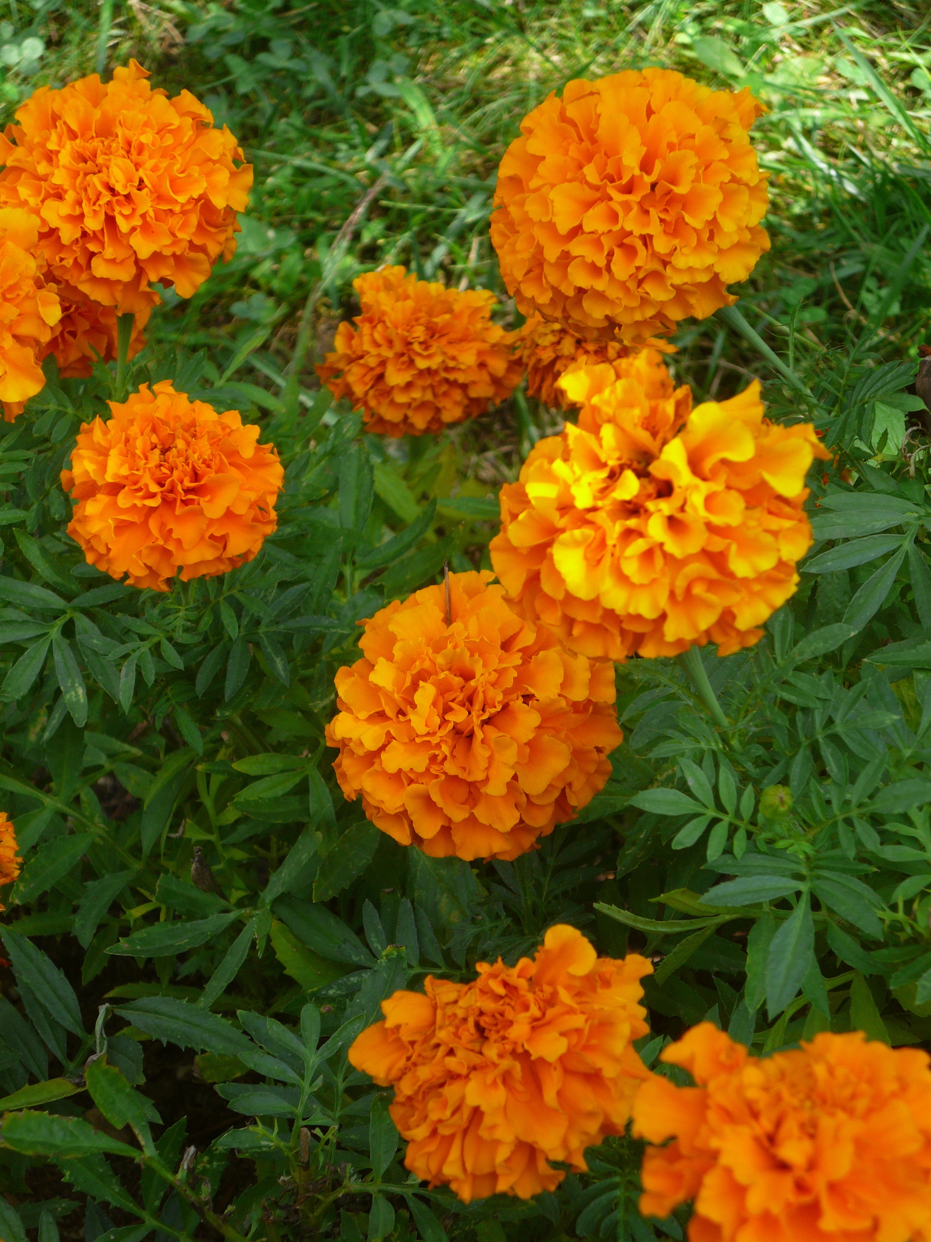 Kadifeçiçeği (Tagetes petula)