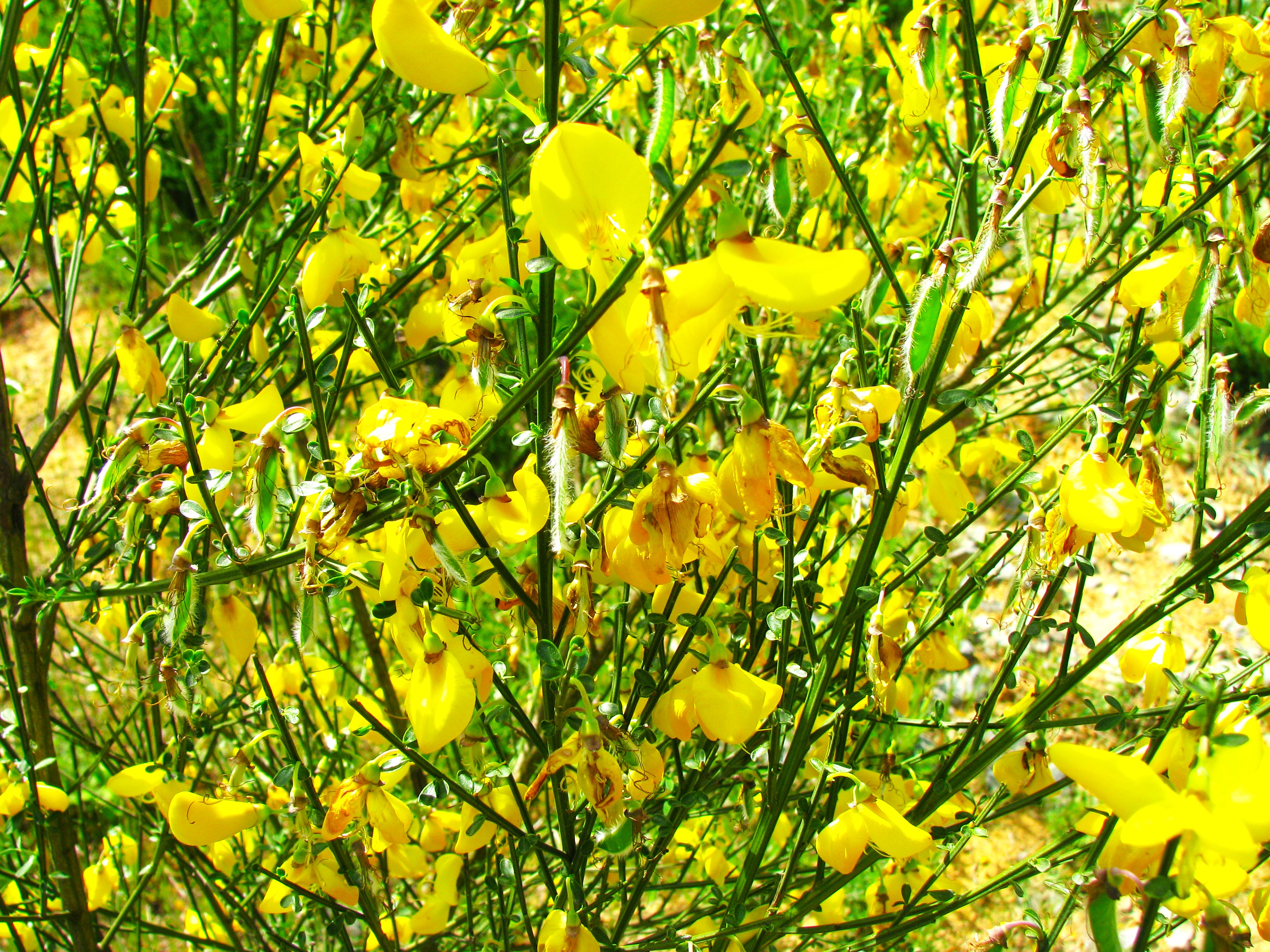 Katırtırnağı (Spartium junceum)