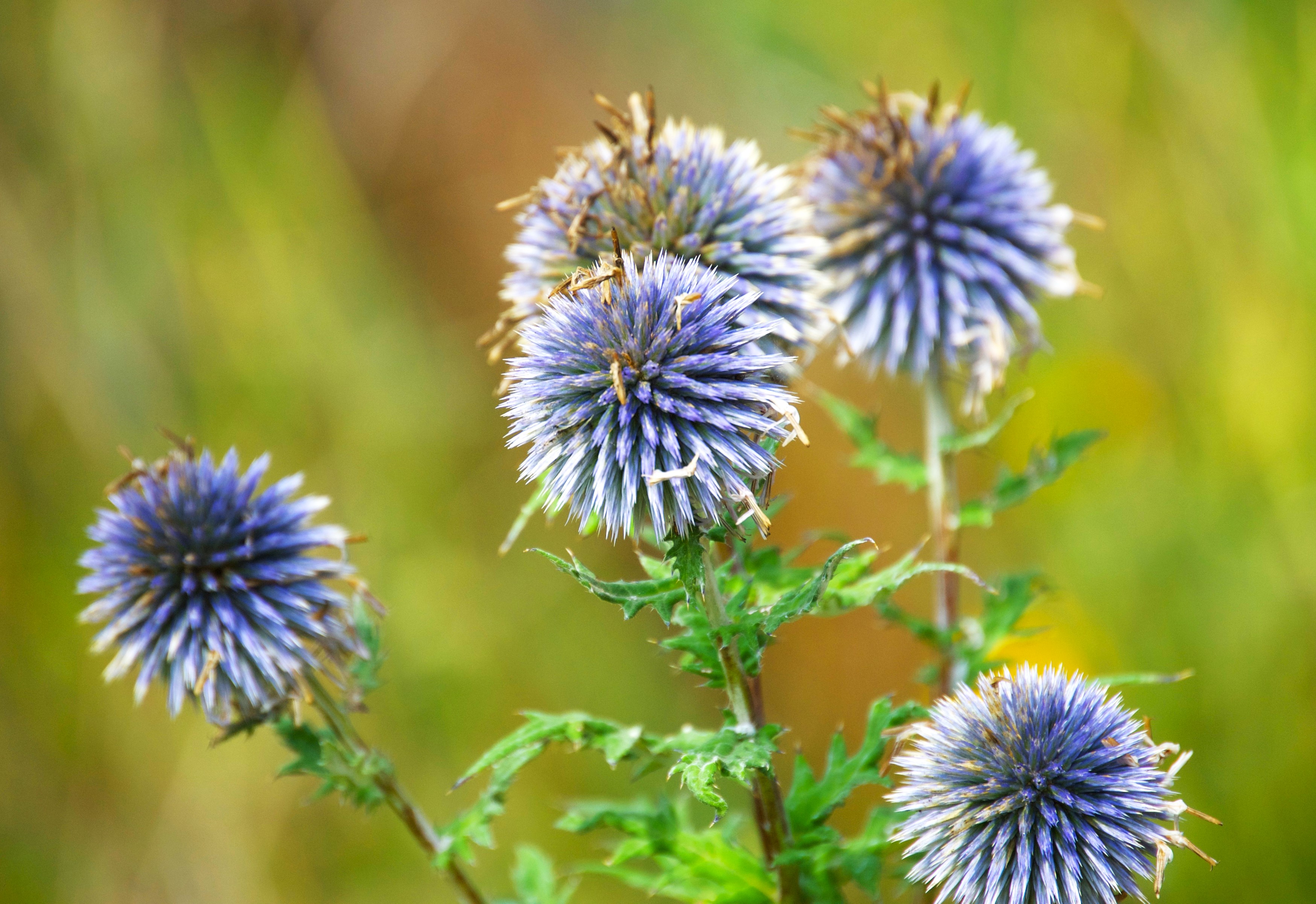 Topuz (Echinops ritro)