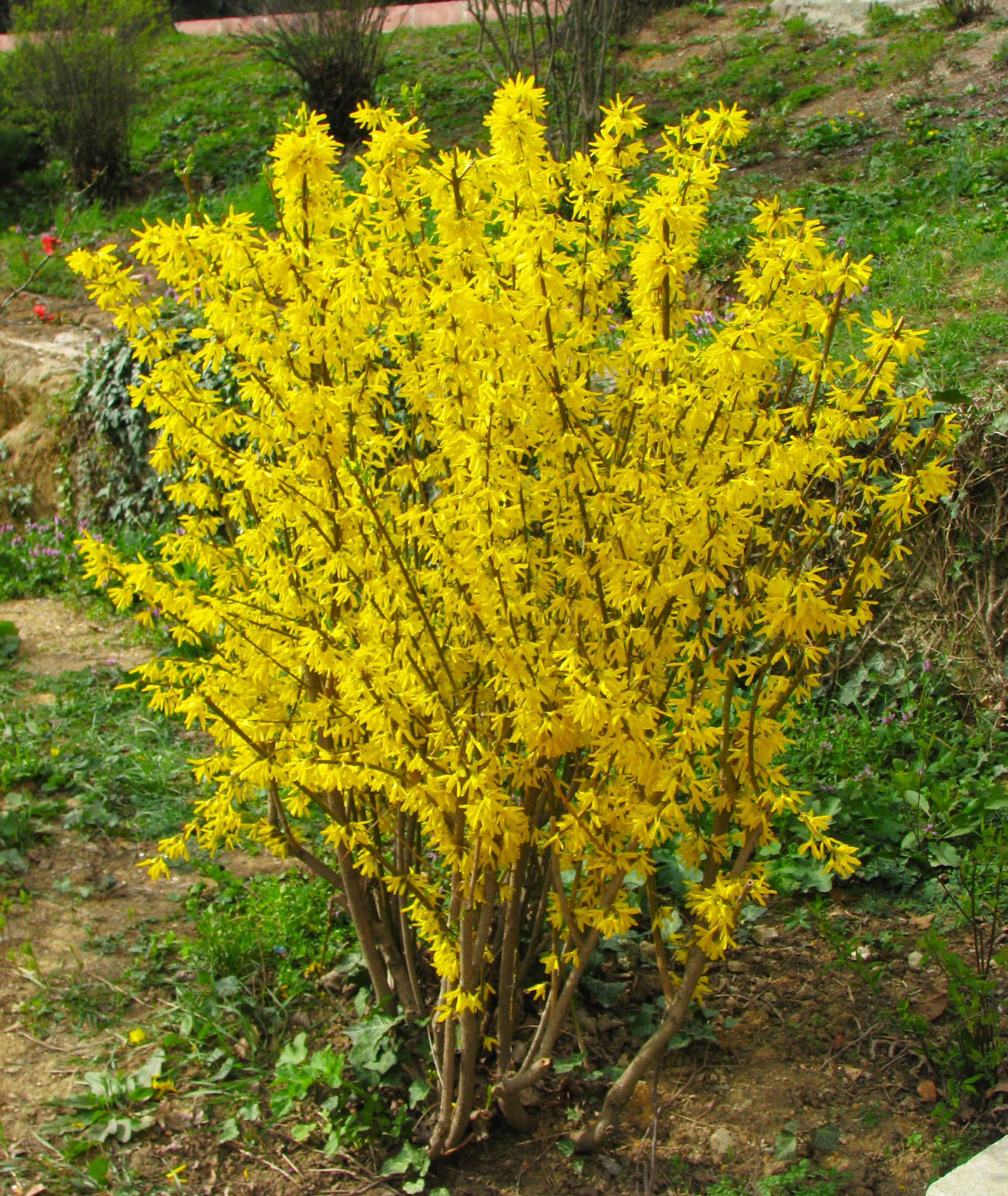 Altınçanı (Forsythia x intermedia)