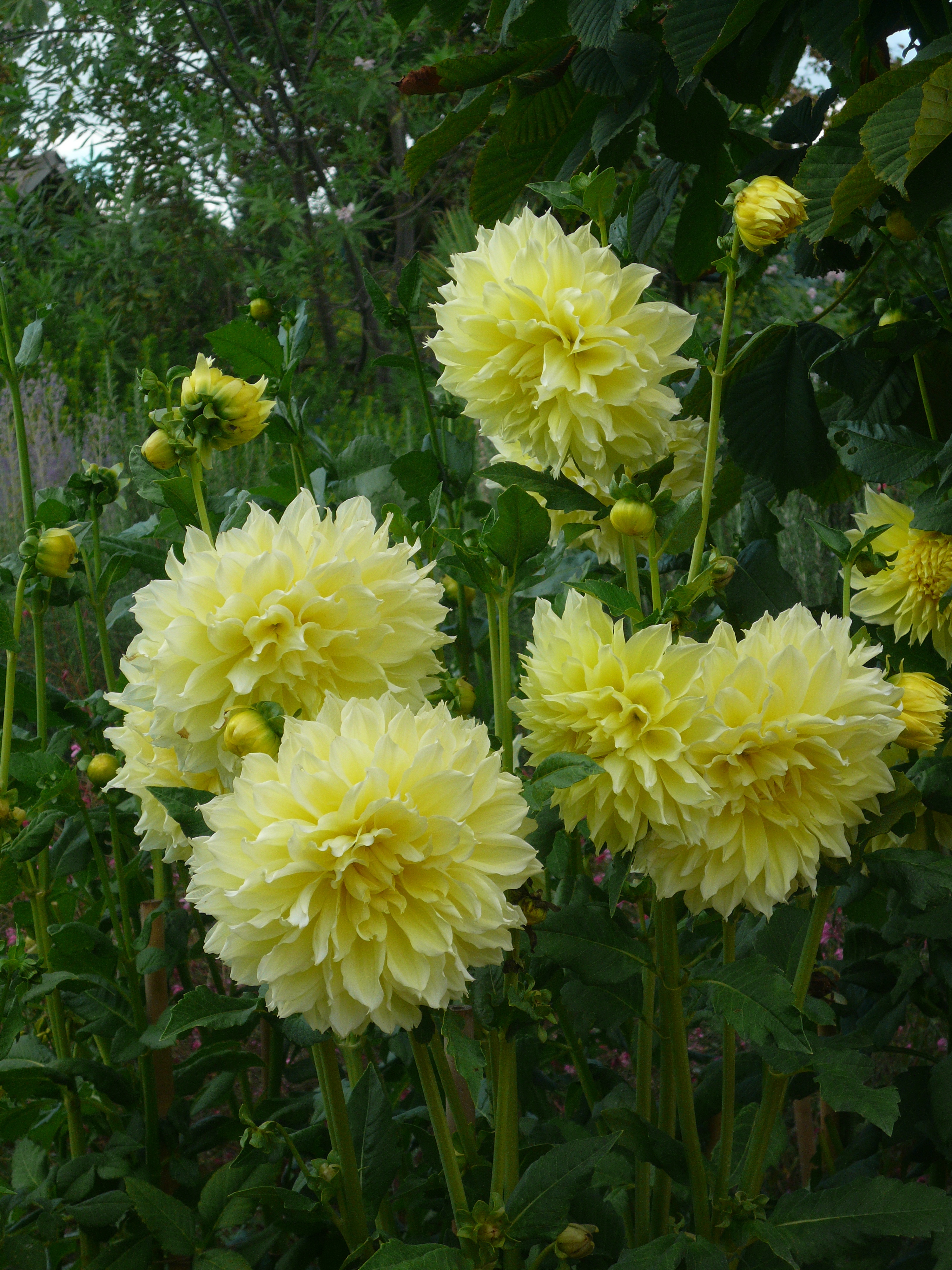 Yıldızçiçeği (Dahlia sp.)