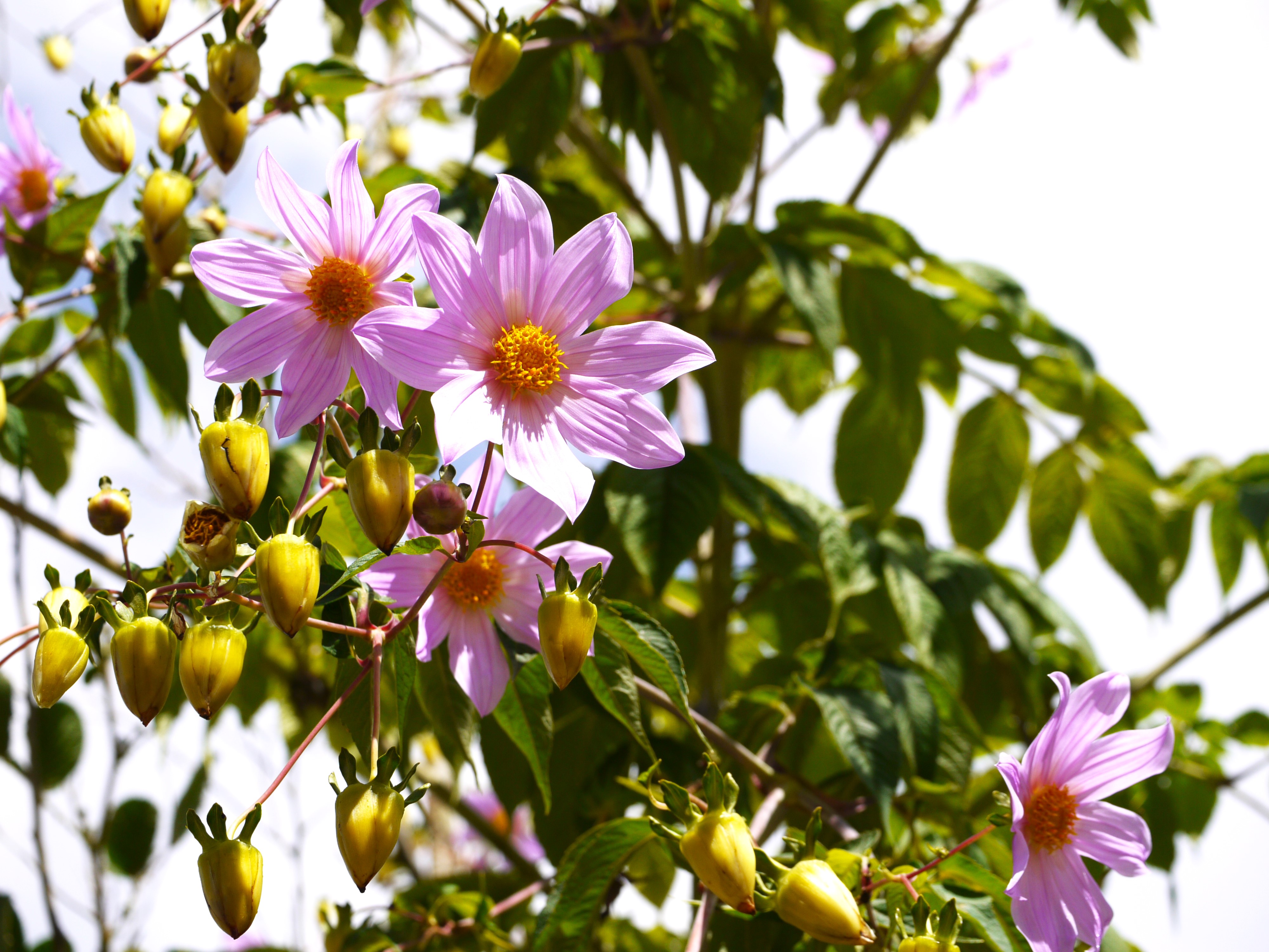 Dahlia imperialis