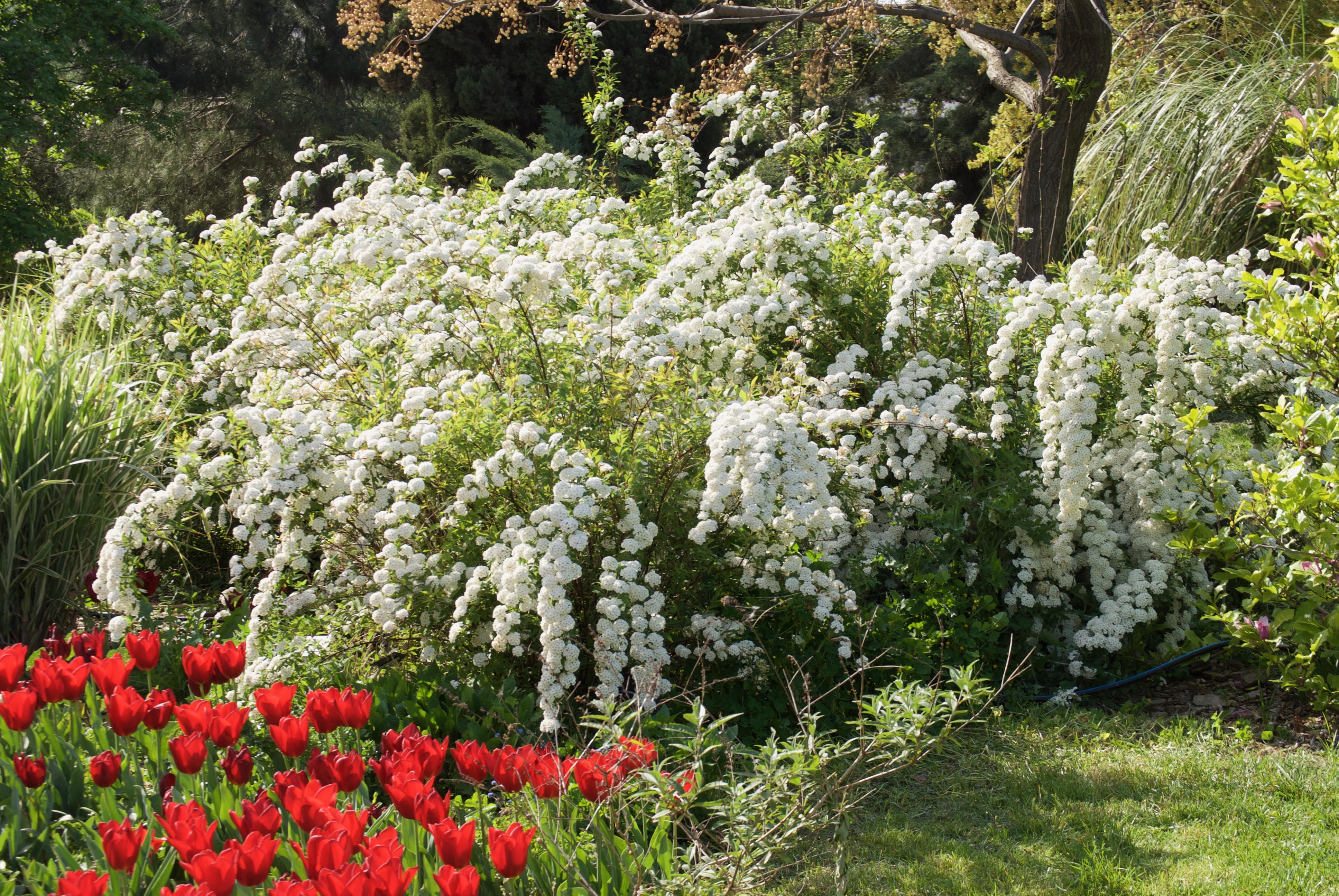 Keçisakalı (Spiraea x vanhouttei)