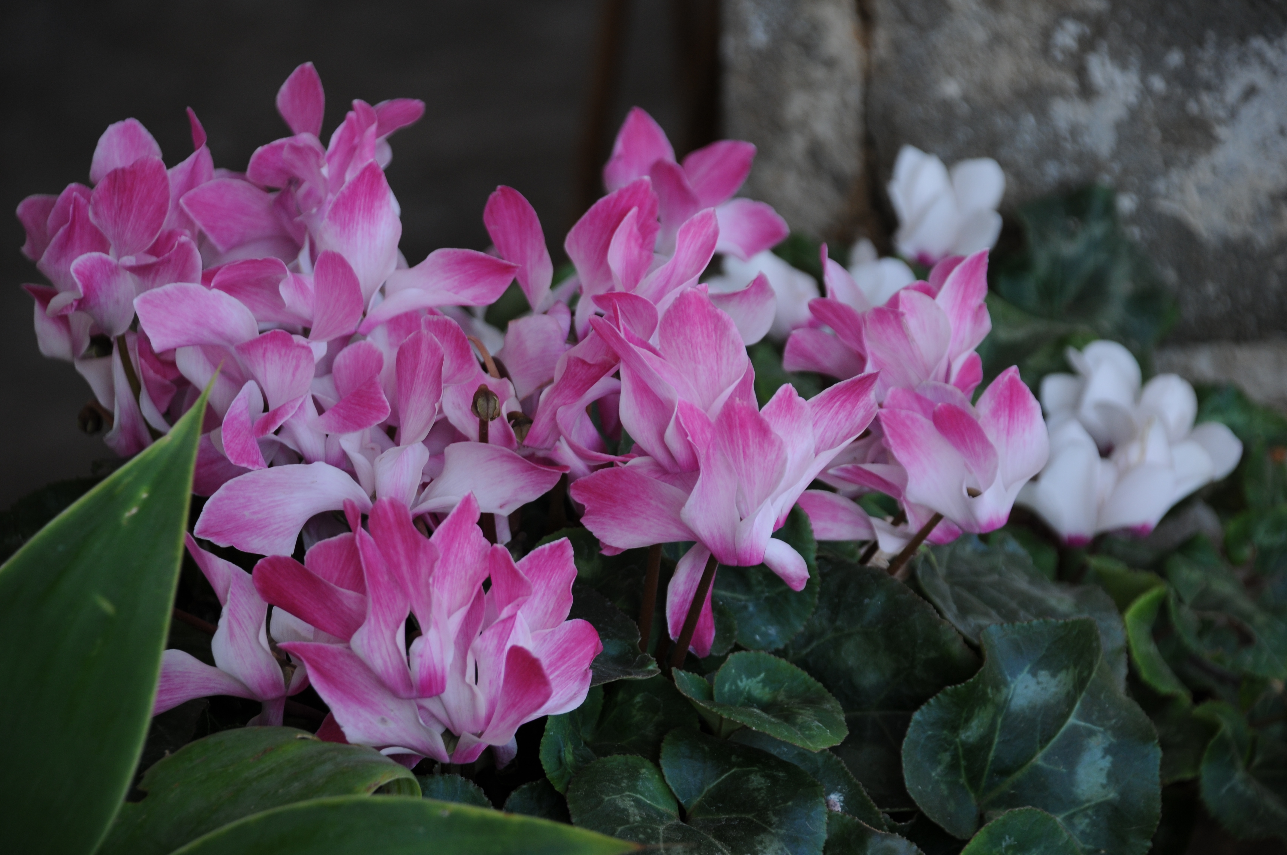 Yersomunu (Cyclamen sp.)