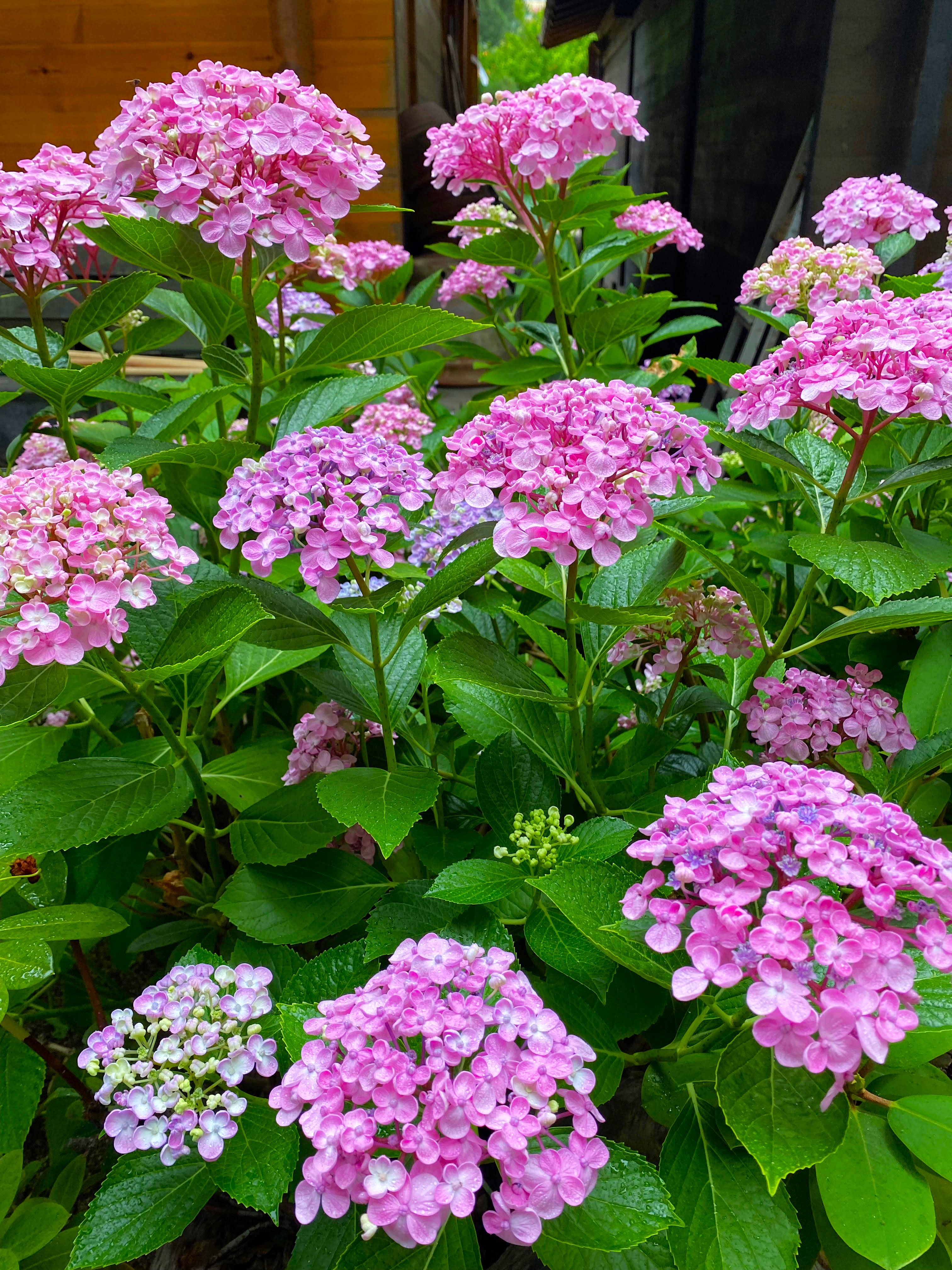 Ortanca (Hydrangea paniculata)