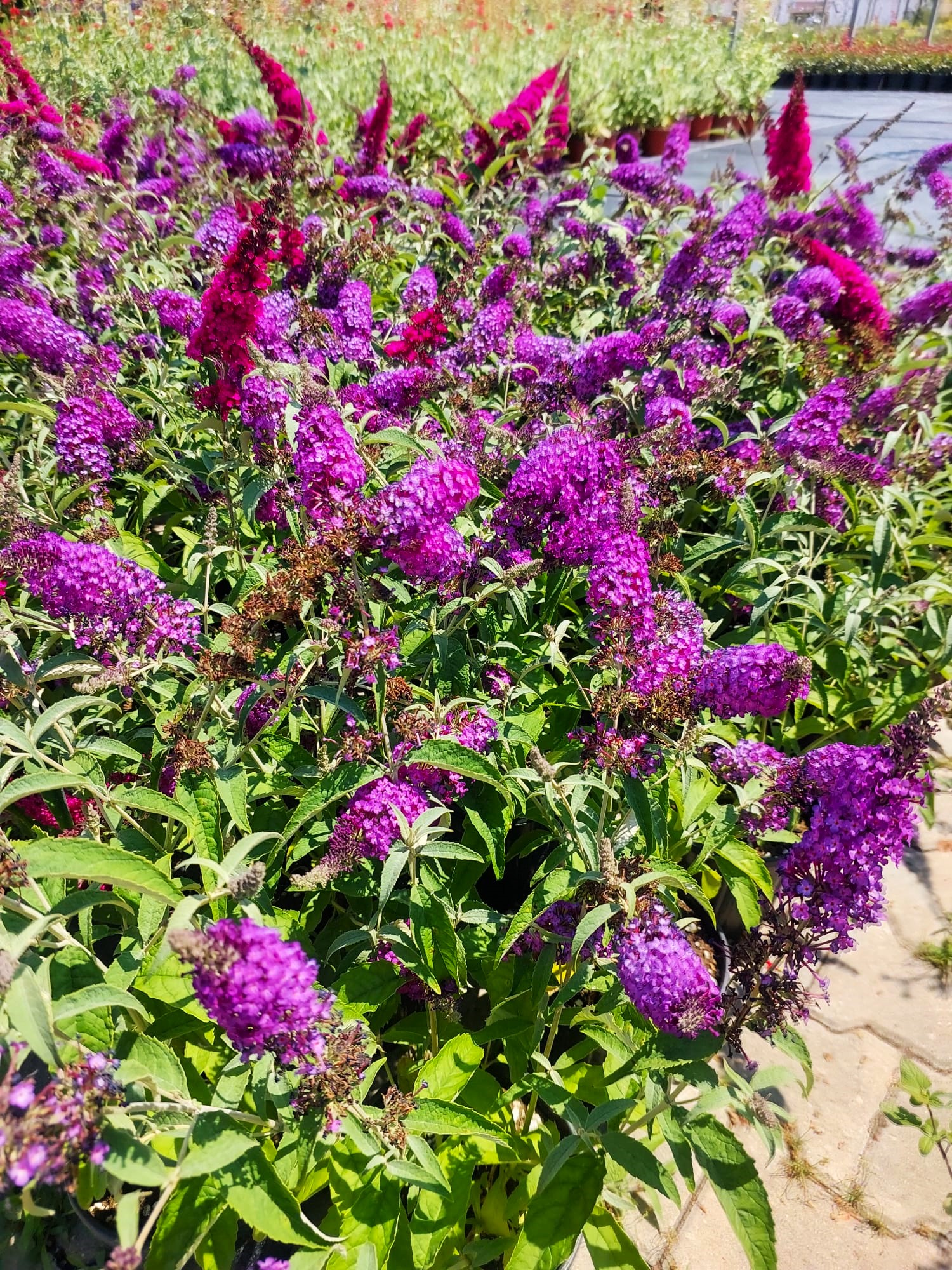 Kelebekçalısı (Buddleja davidii)