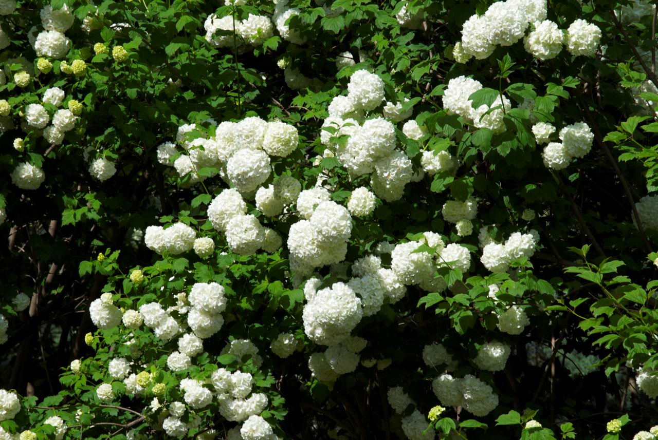 Gilaburu (Viburnum opulus)