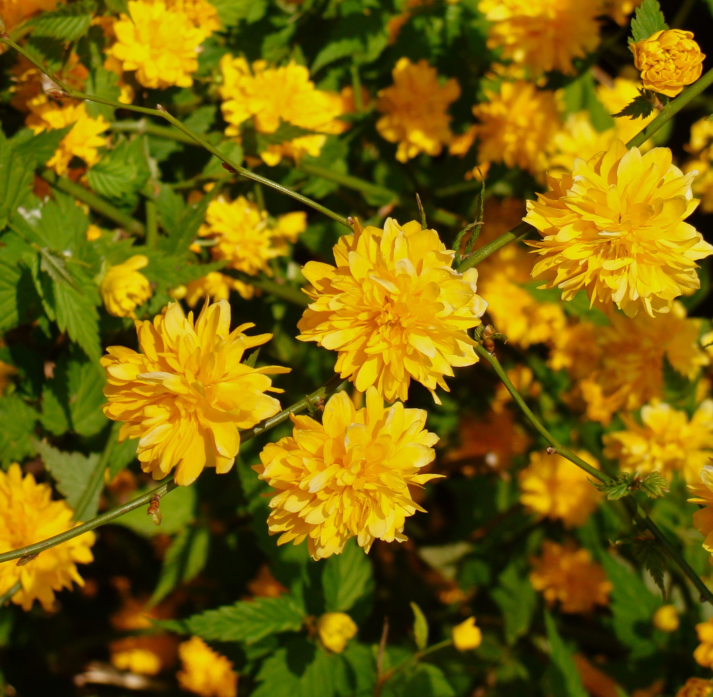 Kerria japonica ‘Pleniflora’