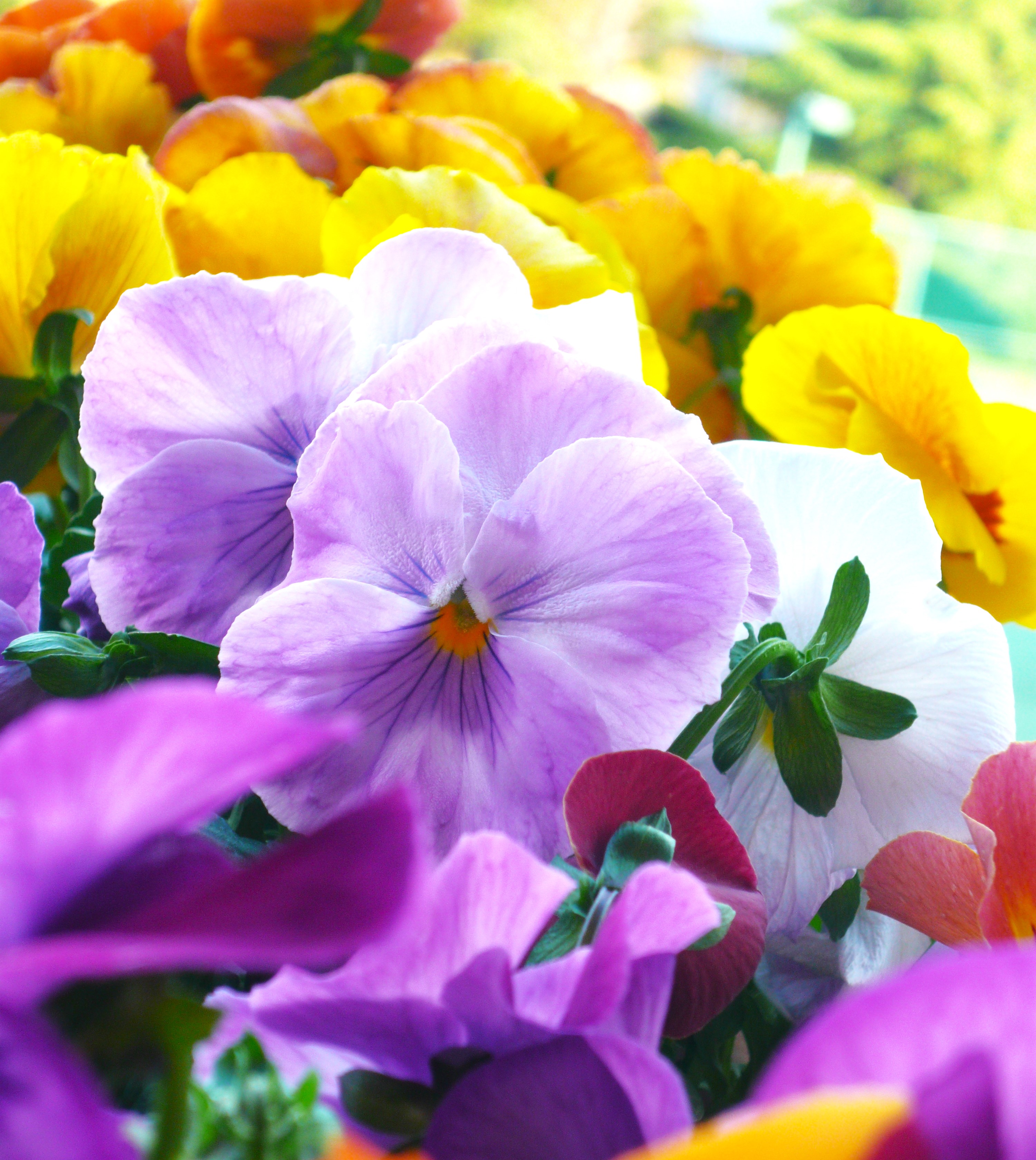 Hercai menekşe (Viola tricolor)