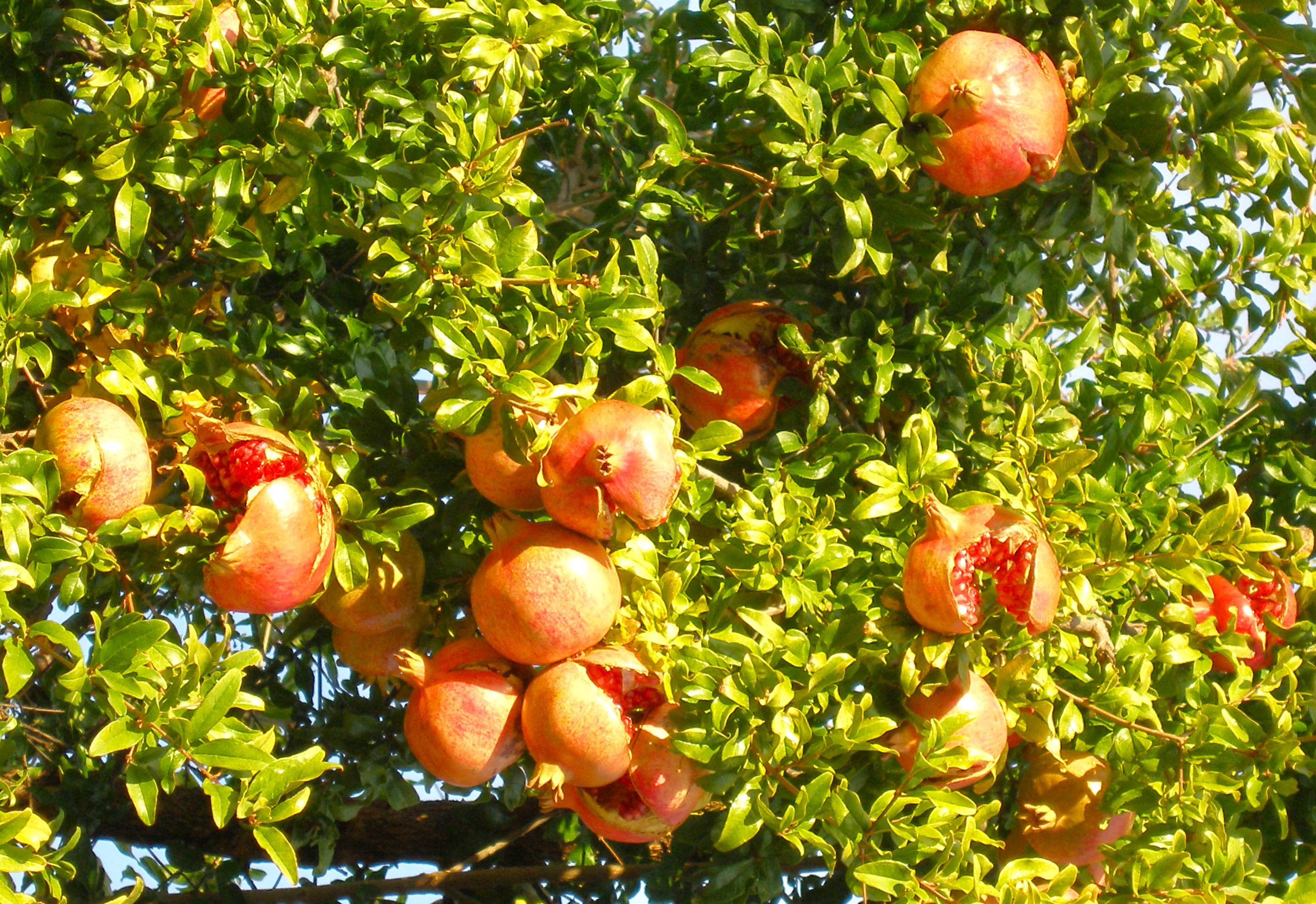 Nar (Punica granatum)