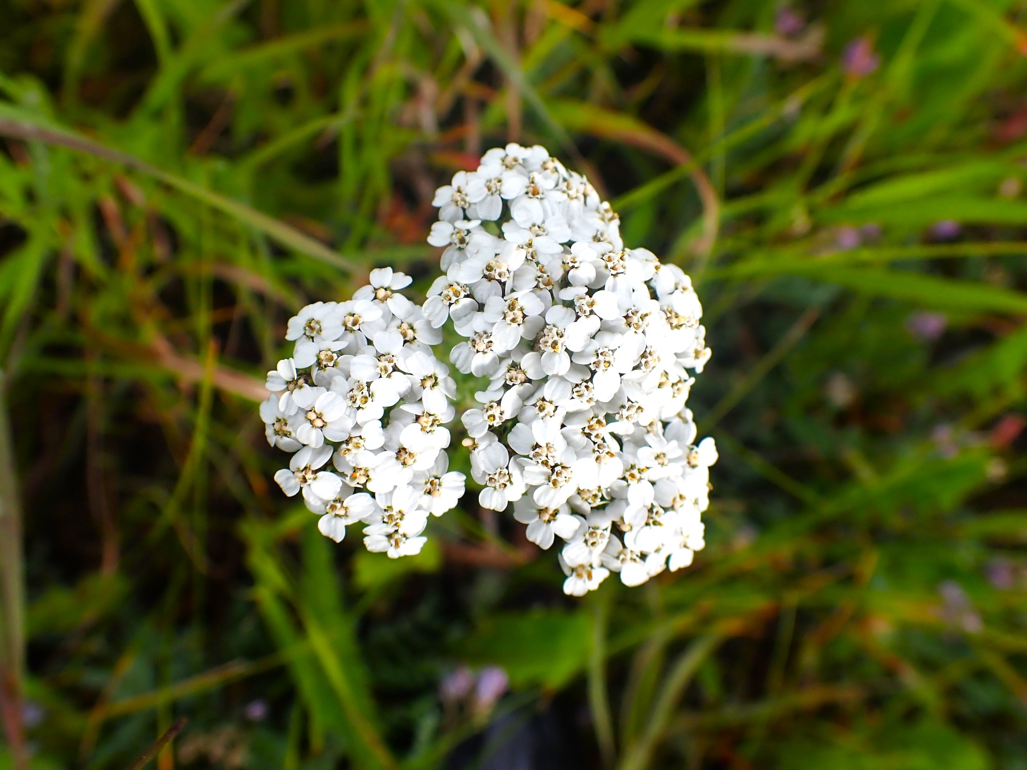 Civanperçemi (Achillea millefolium)