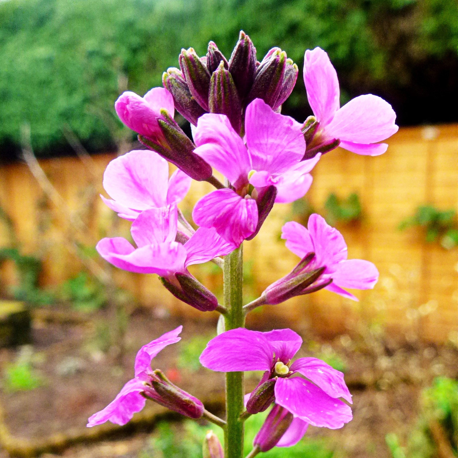 Zarifeotu (Erysimum linifolium ‘Bowles's Mauve’)