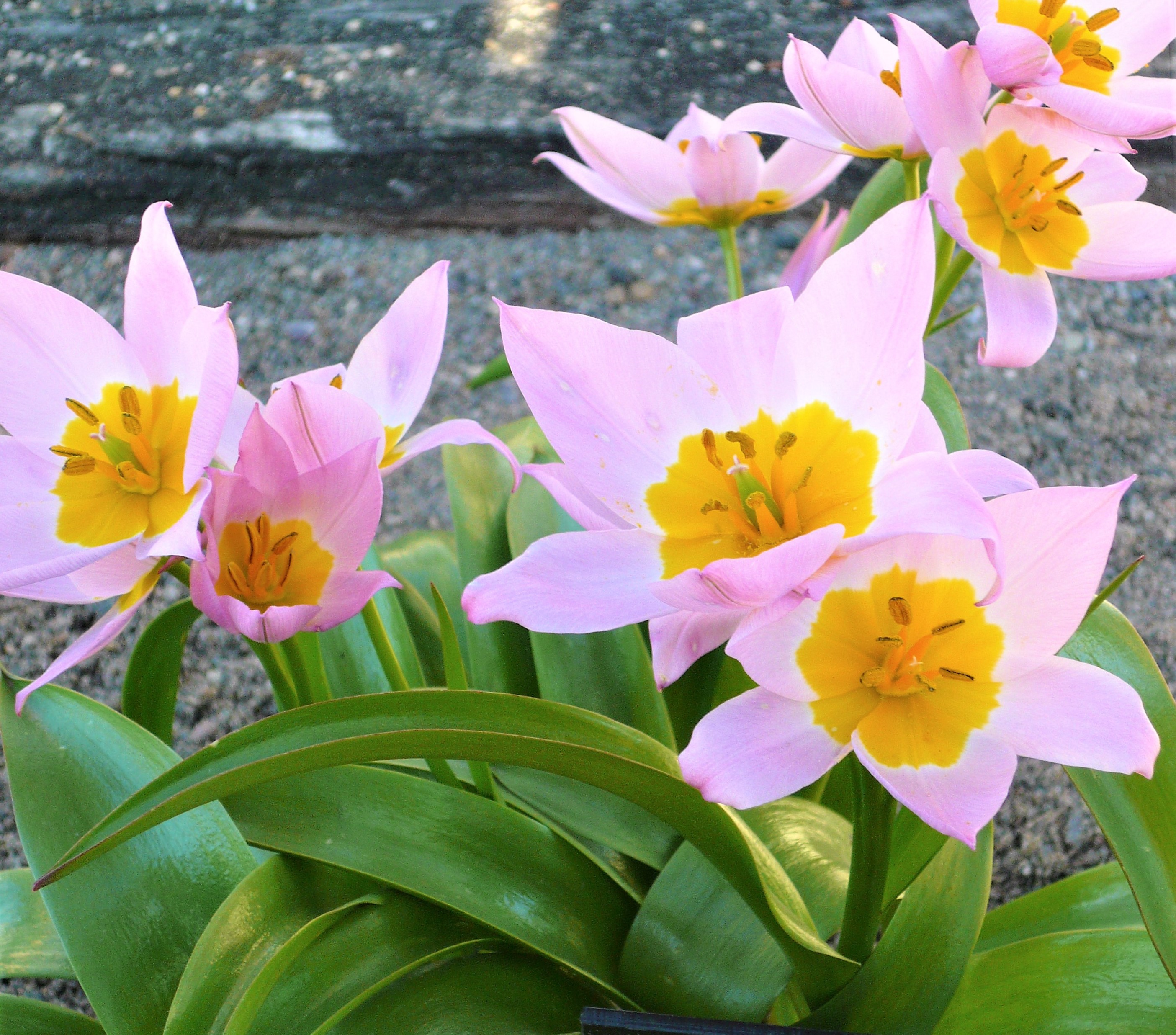 Lâle (Tulipa sp.)