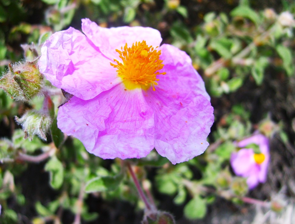 Laden (Cistus creticus)