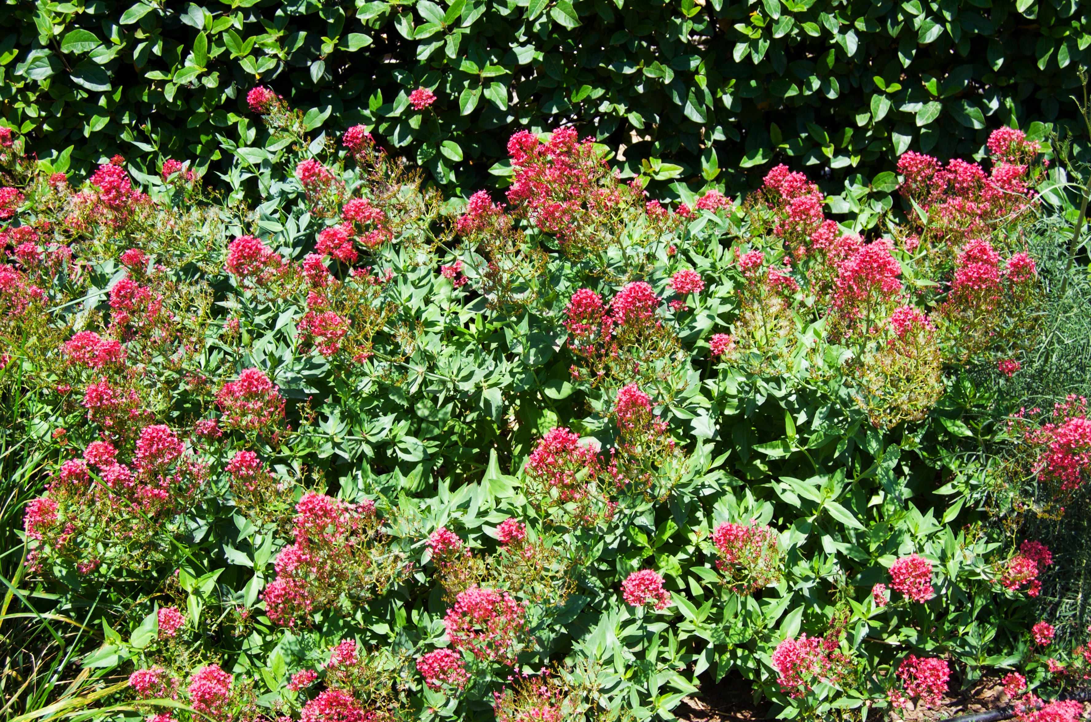 Yamaçmahmuzu (Centranthus ruber)
