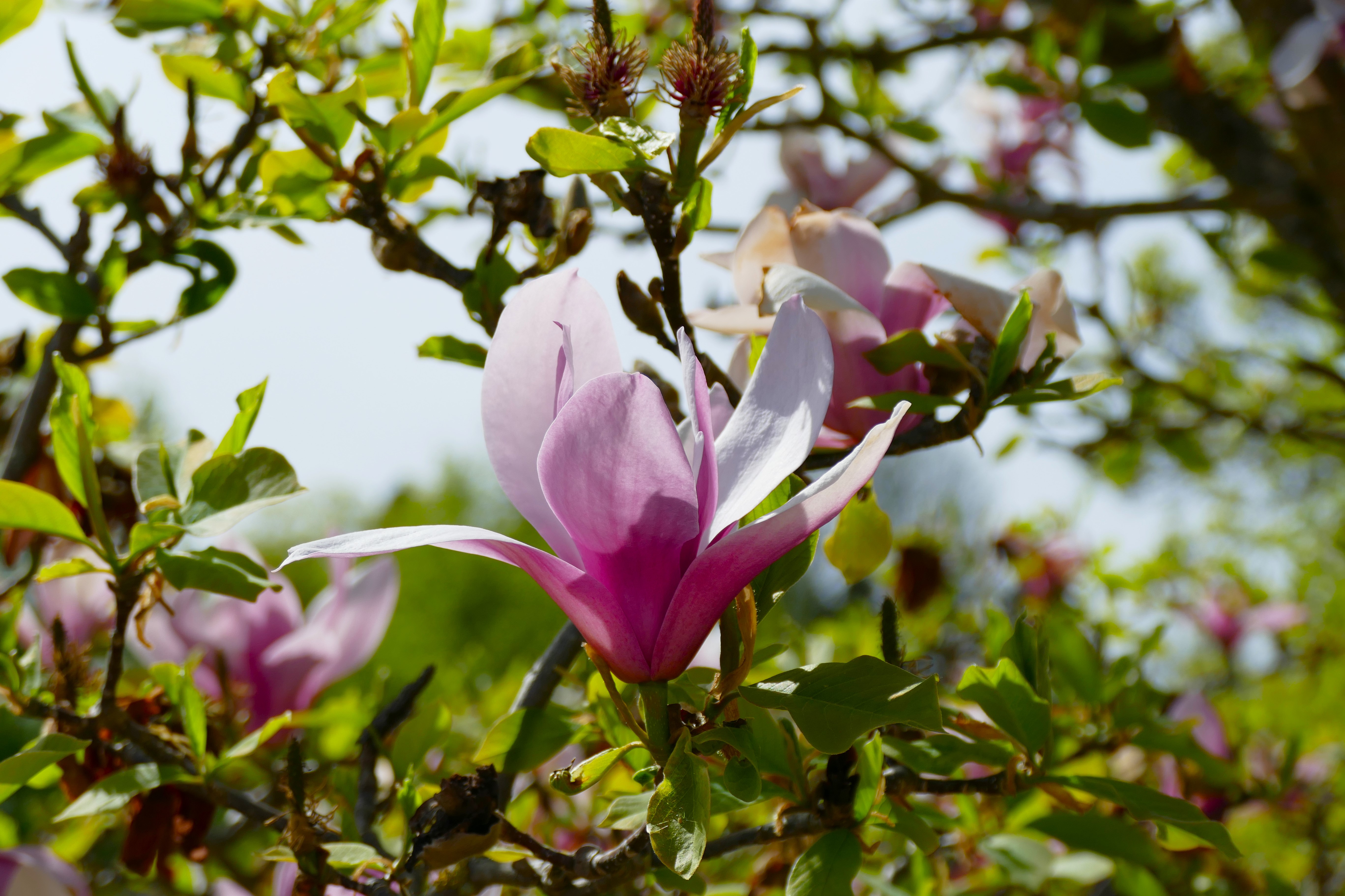 Manolya (Magnolia sp.)
