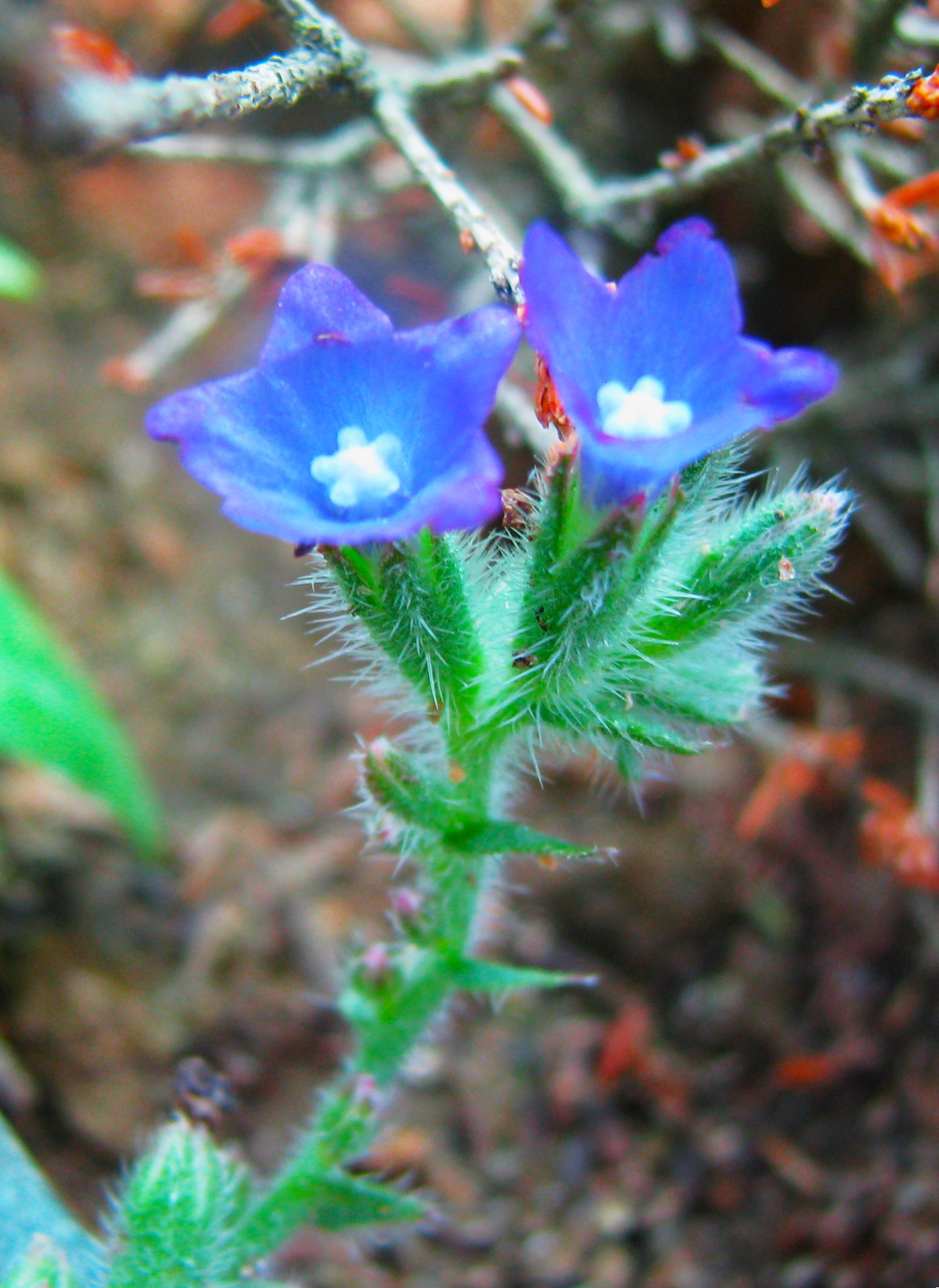 Tatlıbaba (Anchusa hybrida)